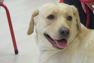 Labradorki  w gr. Pszczółek i Misiów.