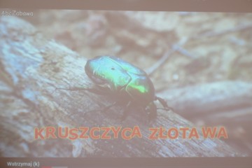 Groźni mieszkańcy polskich lasów -  poznanie zwierząt zamieszkujących lasy